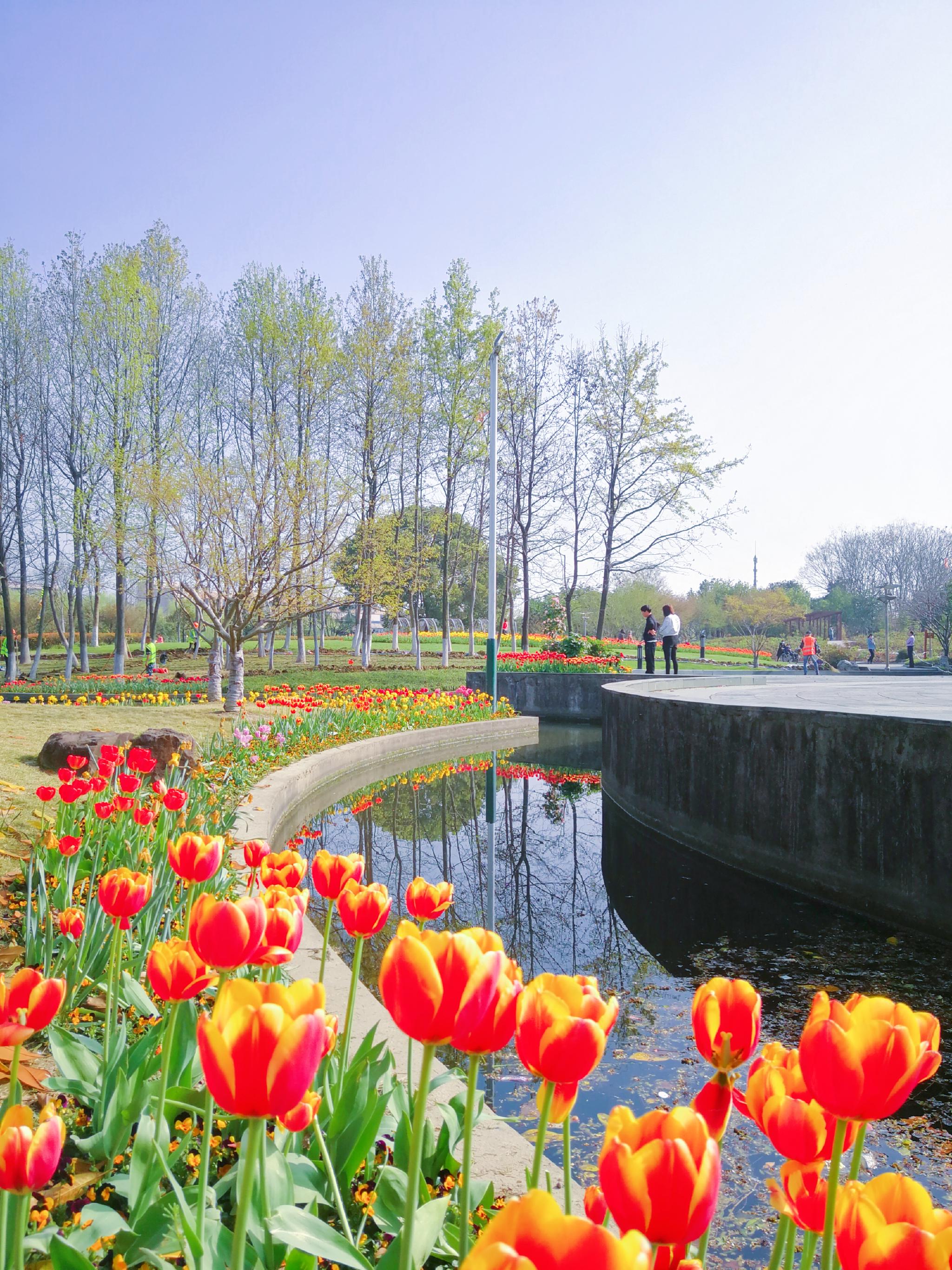 太美了杭州萧山南江公园郁金香花海看醉市民