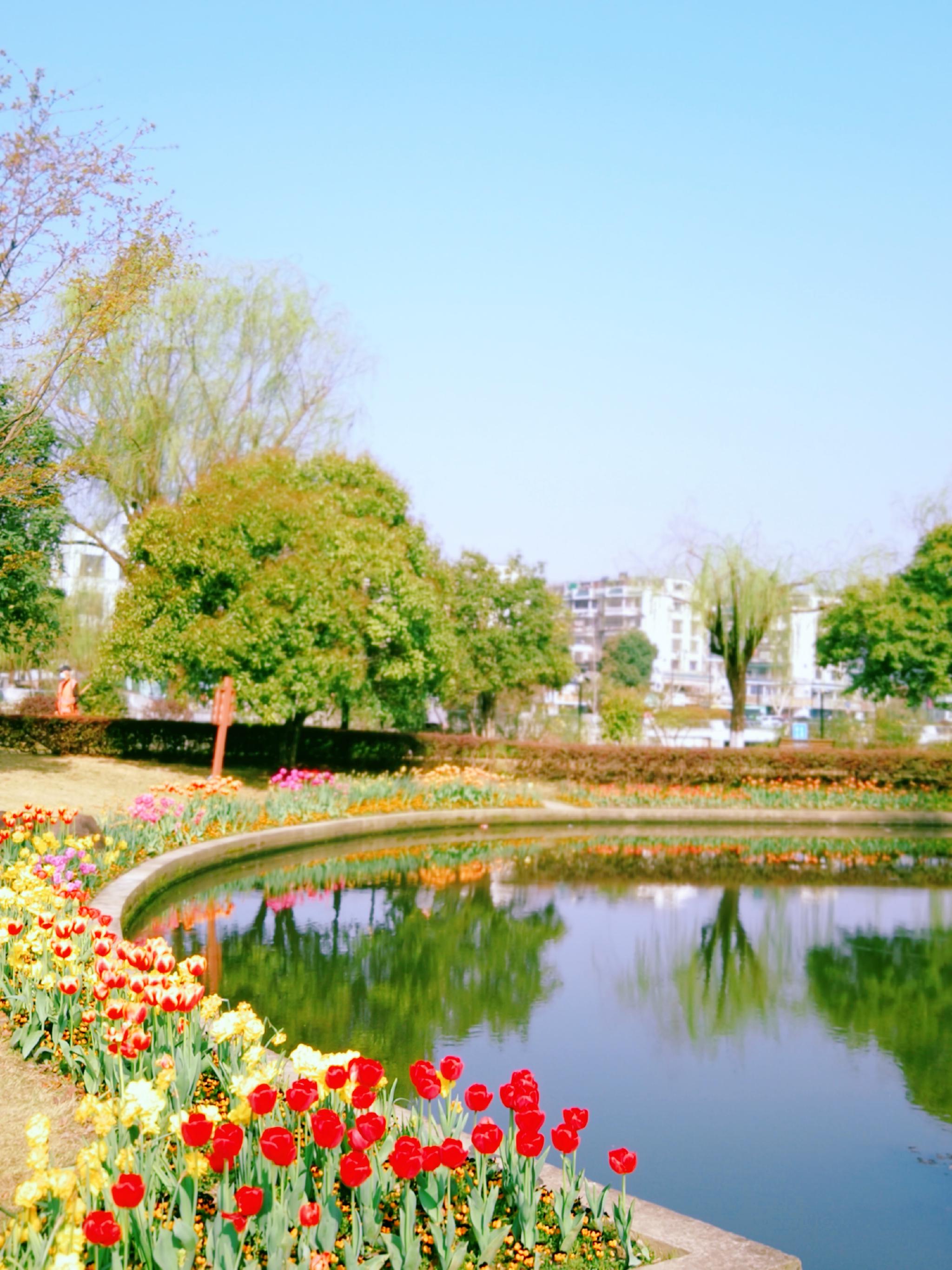 太美了杭州萧山南江公园郁金香花海看醉市民