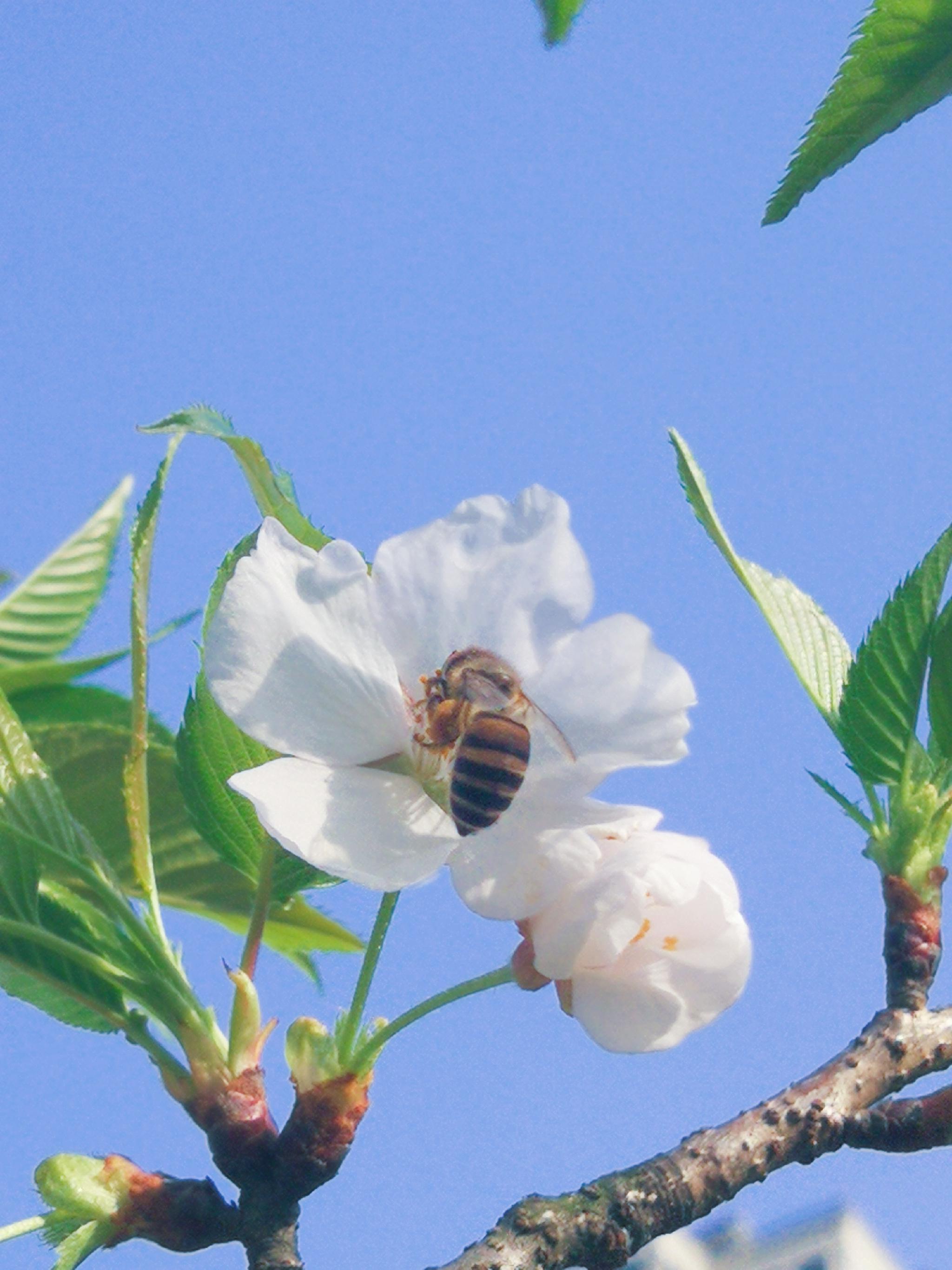 跑道|樱花|杭州_新浪新闻