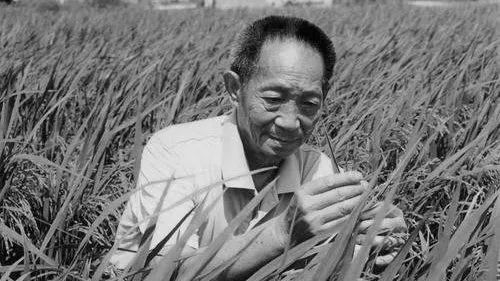 禾下乘凉梦，为了这位让中国人“吃饱饭”的老人，不要再浪费粮食休闲区蓝鸢梦想 - Www.slyday.coM