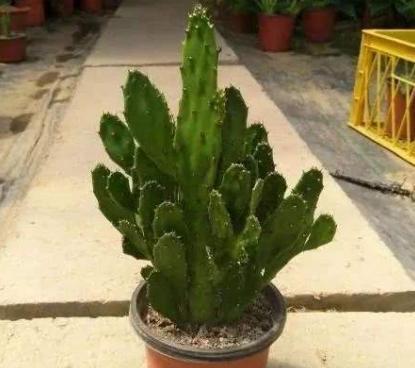 千手观音仙人掌,养护注意2个"细节",轻松养出"千片掌"