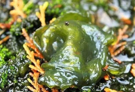 中国特色山野美食地木耳