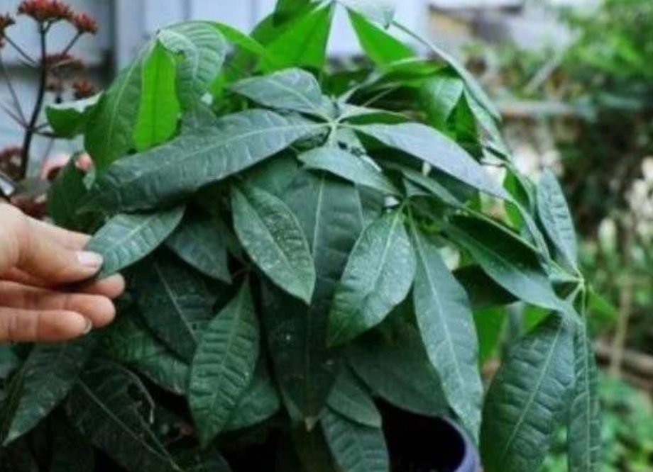 发财树施肥掌握好2个小细节做不好容易出现黄叶落叶