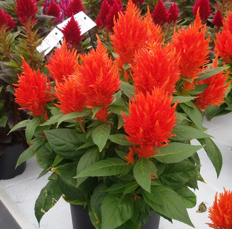 火炬花就像是一个火把一样燃烧的火把充满了希望很有意义的花