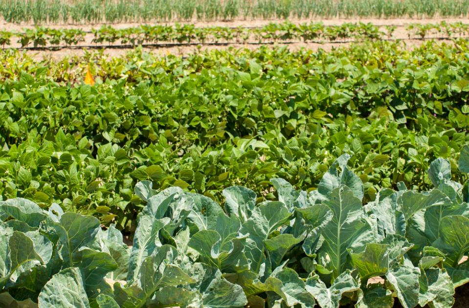 日光温室青花菜,秋冬茬高效栽培技术,点进来学习下吧