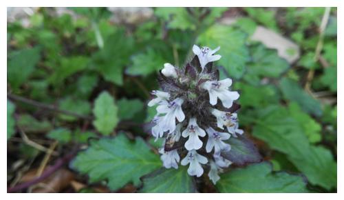 别名叫"散血草"的9种植物__财经头条