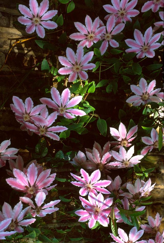 你家阳台还空荡荡?种上4种爬藤花卉,比藤本月季美,还不占空间休闲区蓝鸢梦想 - Www.slyday.coM 你家阳台还空荡荡?种上4种爬藤花卉,比藤本月季美,还不占空间休闲区蓝鸢梦想 - Www.slyday.coM