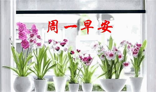 最新周一早上好暖心问候祝福句子很美的周一早安祝福文字图片
