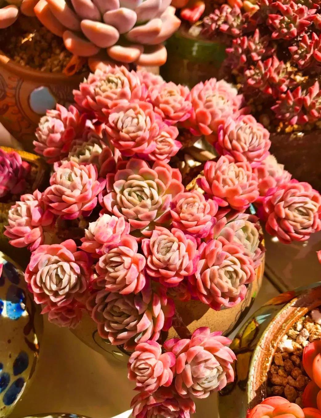 多肉冰梅,好养护,易"爆多头",要用盘子装,一年至少爆8头_高清图集