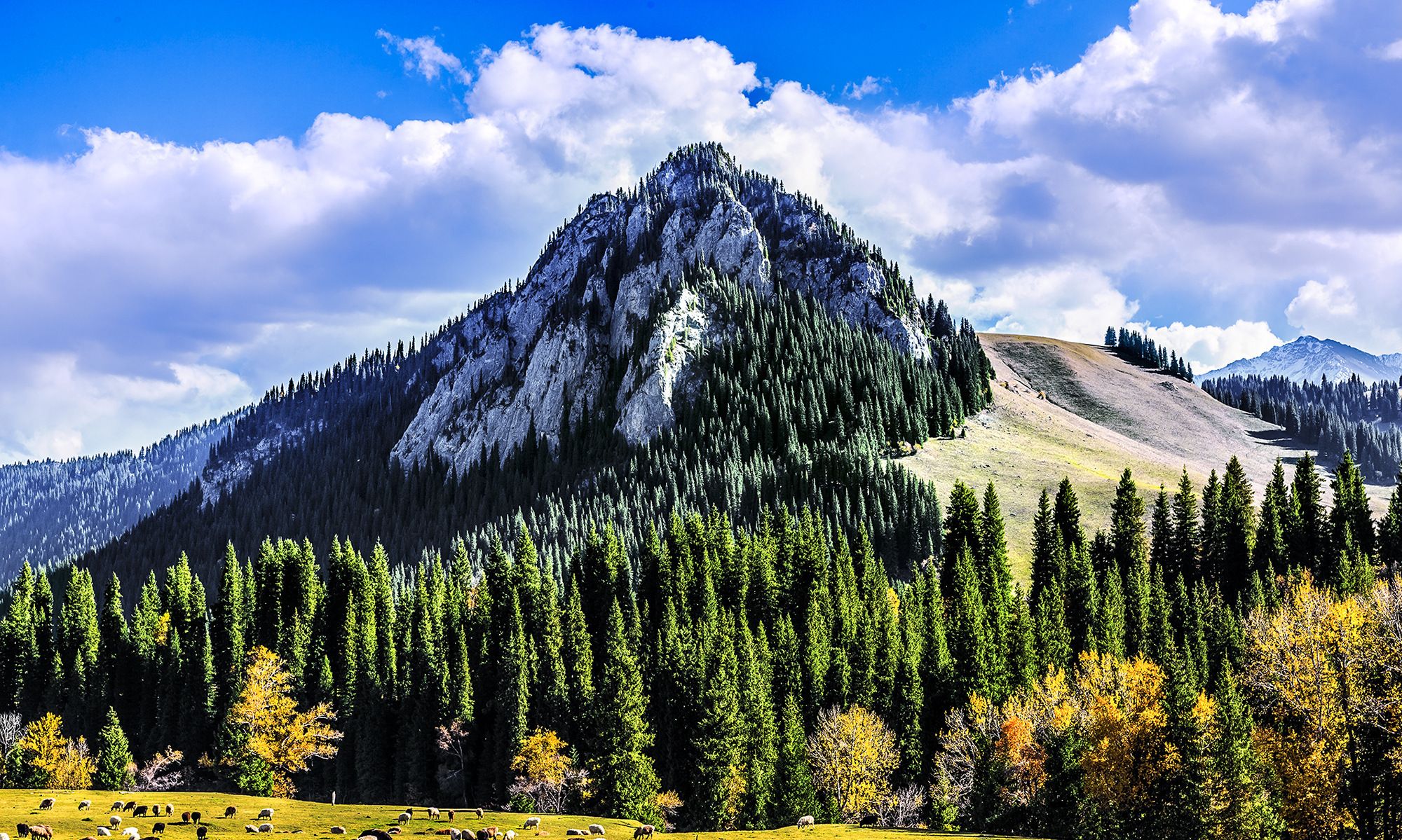 如诗如画,新疆唐布拉大草原秋韵迷人