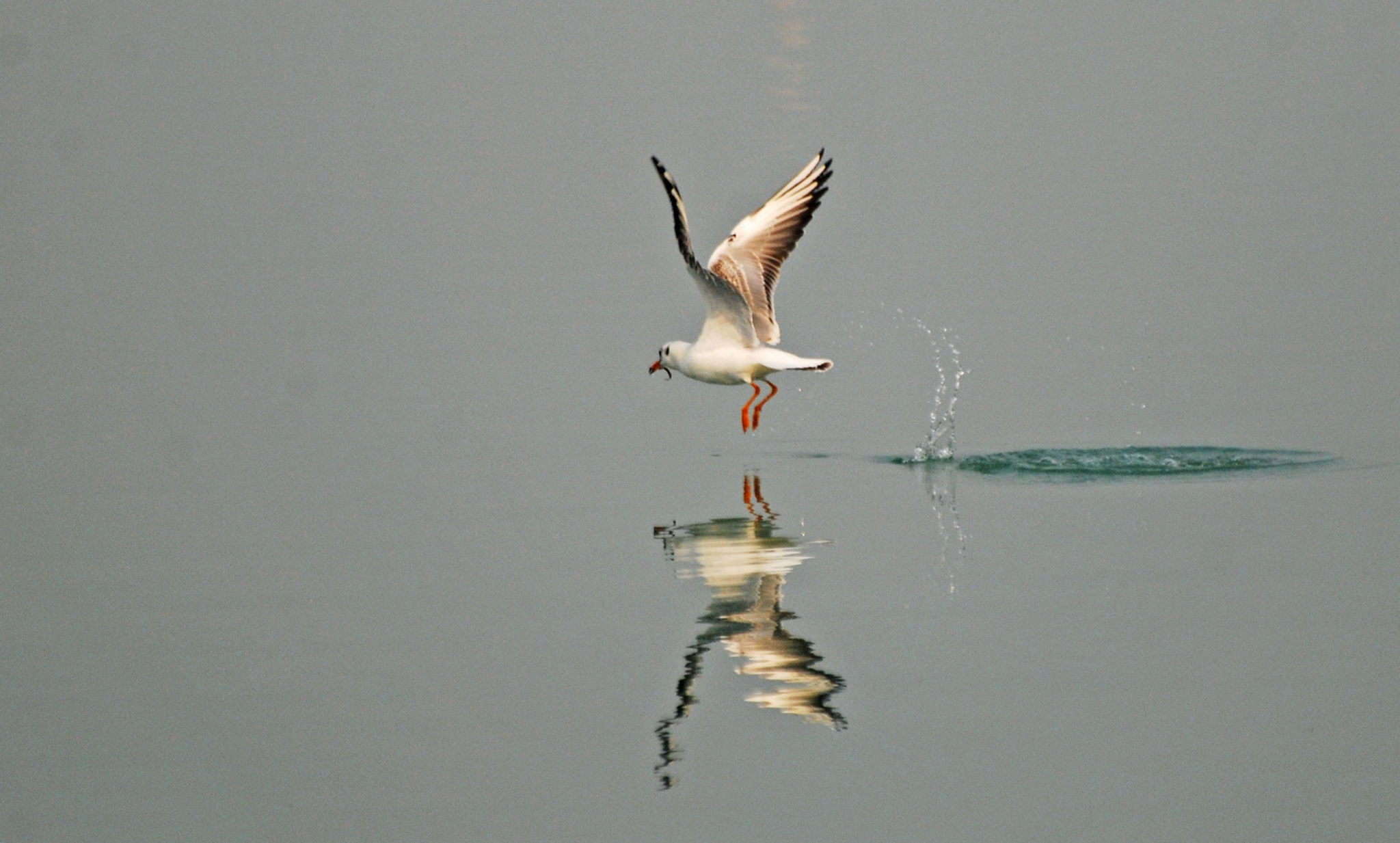 本田思域大概多少钱