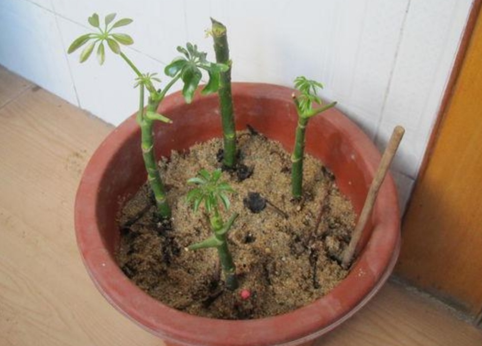 扦插鸭脚木很简单用这种方法一盆变多盆