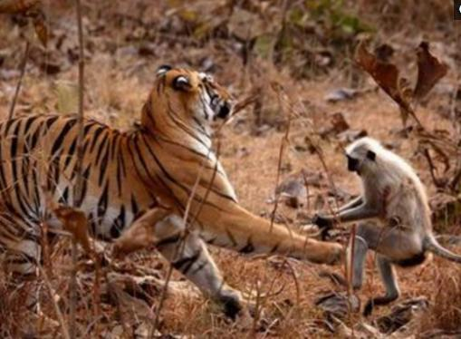 猴子闯进老虎领地,居然还公然挑衅森林霸主,结局喜闻乐见了!