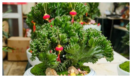 4种镇宅花客厅一放镇宅驱邪公认的风水植物