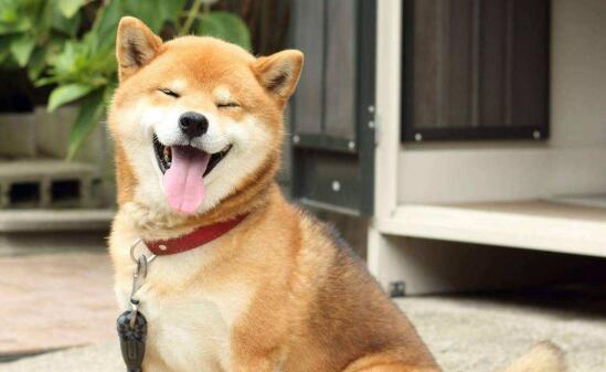 柴犬,总是悠闲自得的样子,微微一笑很倾城,你见到一定会喜欢