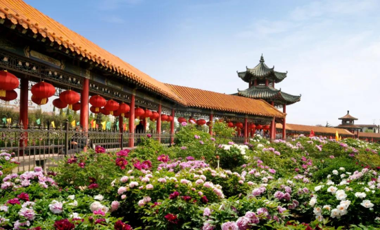 中木樵夫股份有限公司作为菏泽本土企业,为2021世界牡丹大会的成功