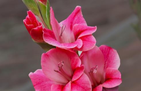 喜欢菊花,不如养盆"兰之王后"卡特兰,花大色艳,花容奇特