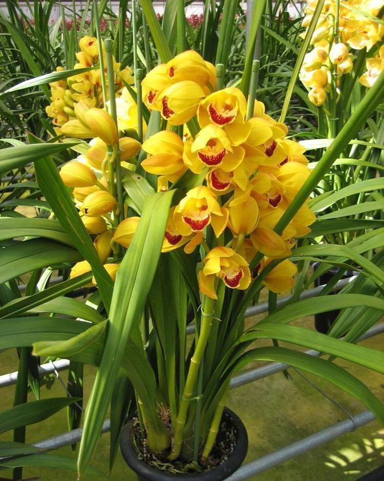 大花蕙兰是精品兰花开花香又好养赶紧入手一盆花开一串串