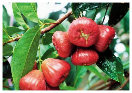 海南有一水果素有树上的矿泉水之称比西瓜解渴值得品尝