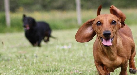 对比寿命长和寿命短的犬种 看看它们之间的差别是什么 长和 犬种 寿命 新浪新闻