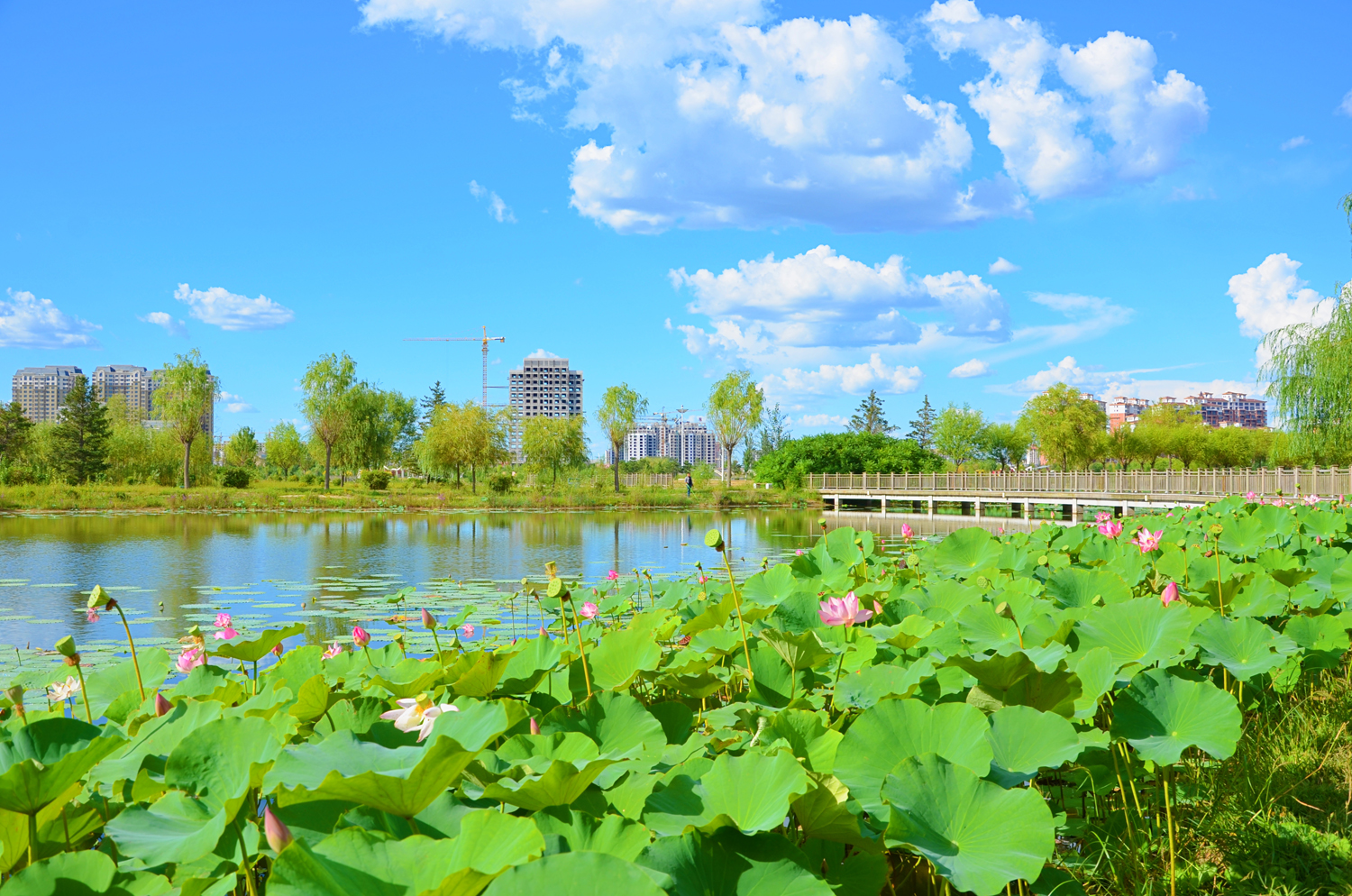 通辽市辽河公园夏荷风光,原创拍摄