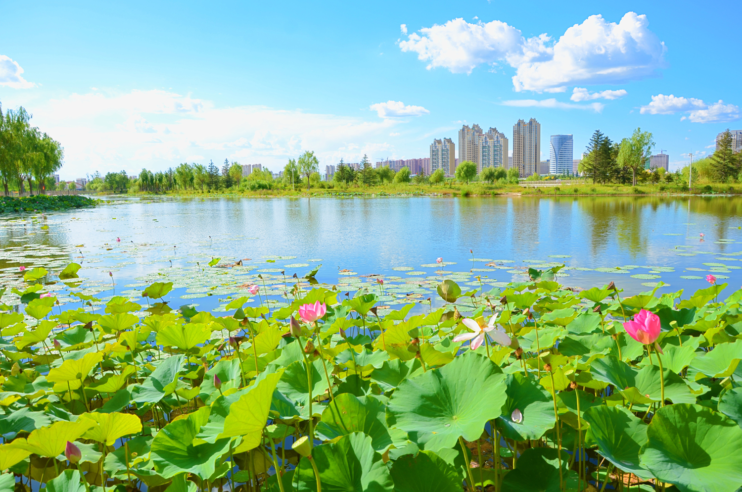通辽市辽河公园夏荷风光,原创拍摄