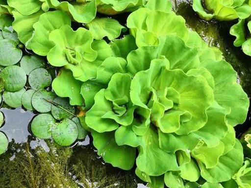 一种"绿牡丹",养在鱼缸里,泼泼辣辣长一片,层层叠叠真好看