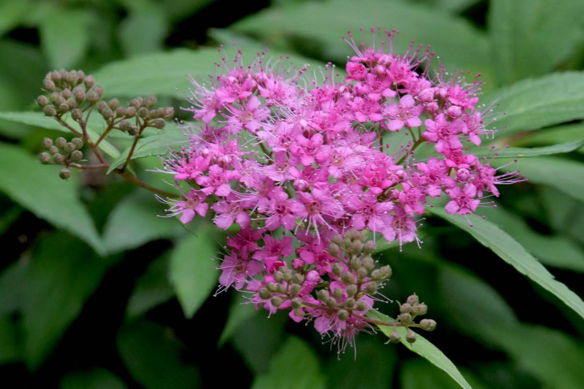 漂亮的麻叶绣线菊