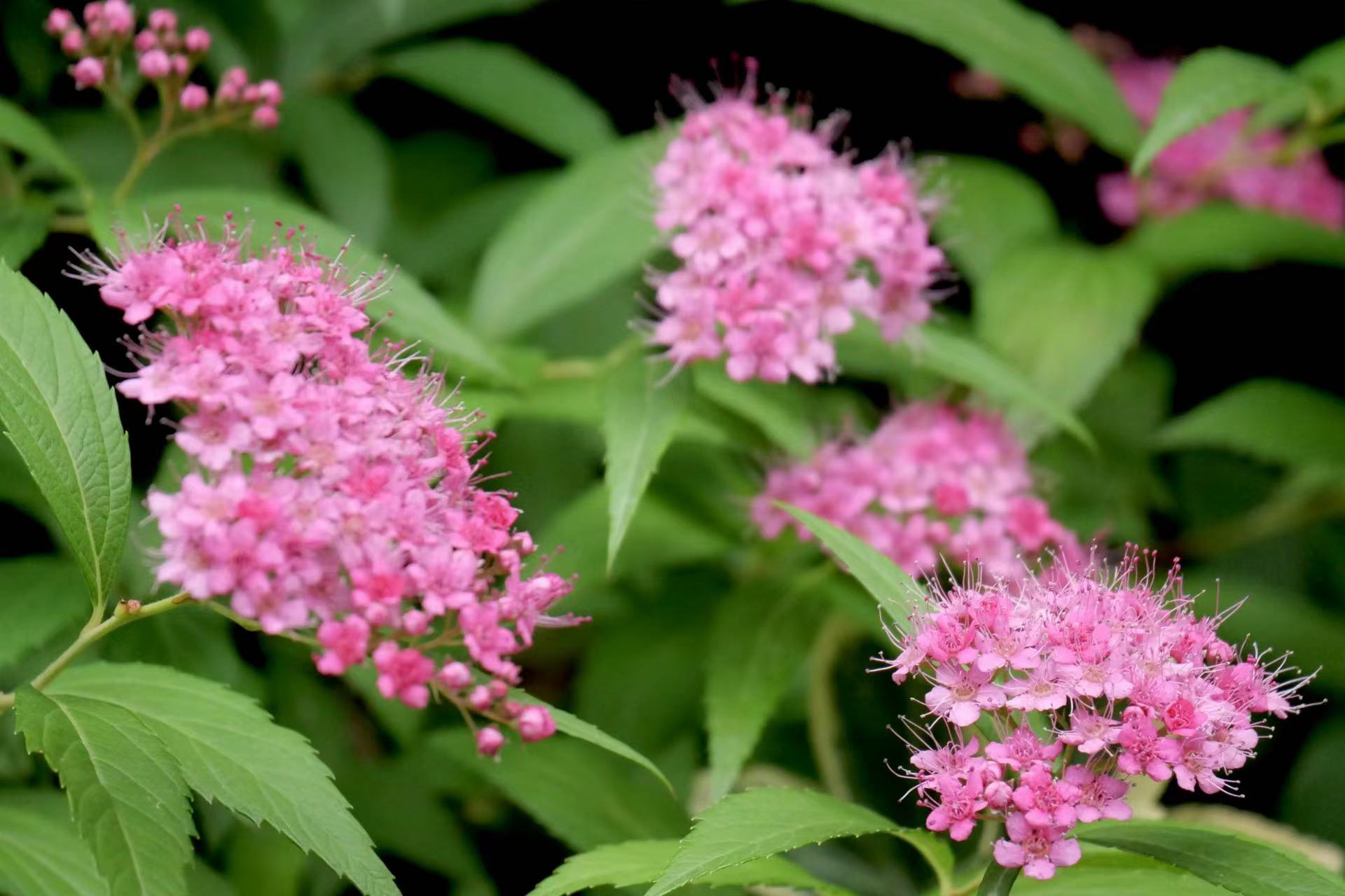 漂亮的麻叶绣线菊
