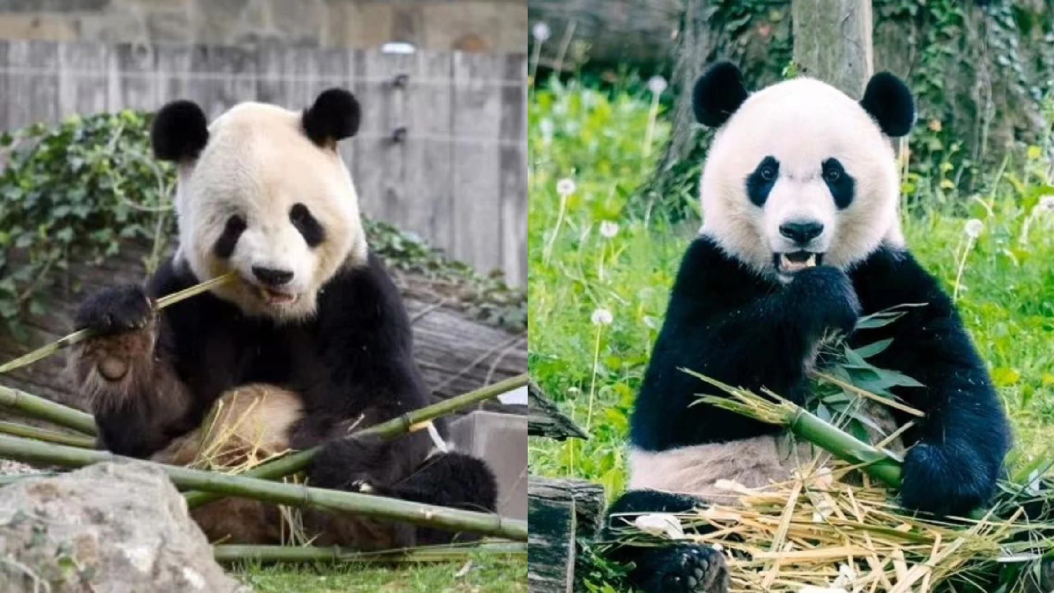 顺利回家！大熊猫“美香”一家正在适应新环境新生活 - 国际在线移动版