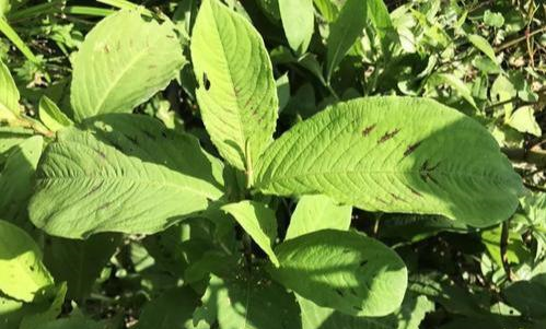 野外一种"化骨草",吃鱼卡到喉咙,吃个叶子就能好,遇到别错过__财经