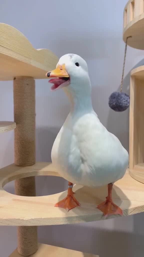 这玩具鸭子是在哪买的这是按了开关了吧一直笑个不停