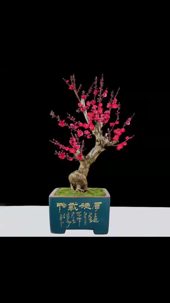 梅花盆景 原生骨里红 朱砂梅 梅花
