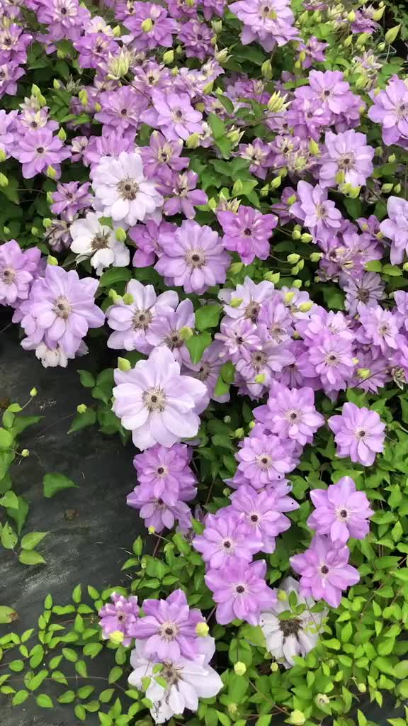 园艺铁线莲倒影开花中f系丰花霸道总裁