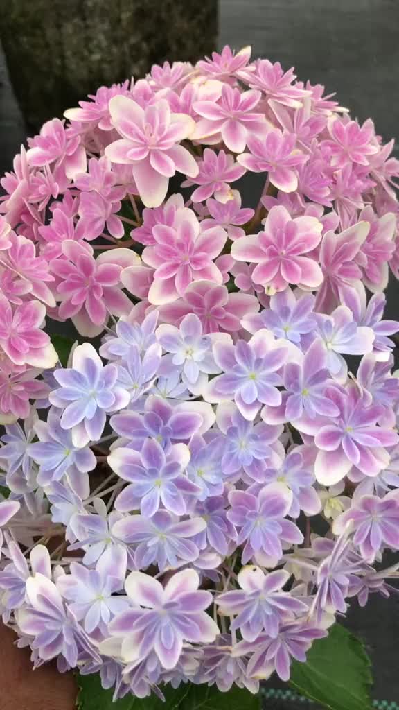 园艺万华镜绣球花岛国培育的品种总是可以变色