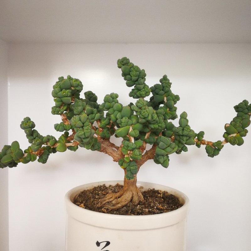 鹿角海棠修修剪剪养成盆景小老桩很精致人见人爱