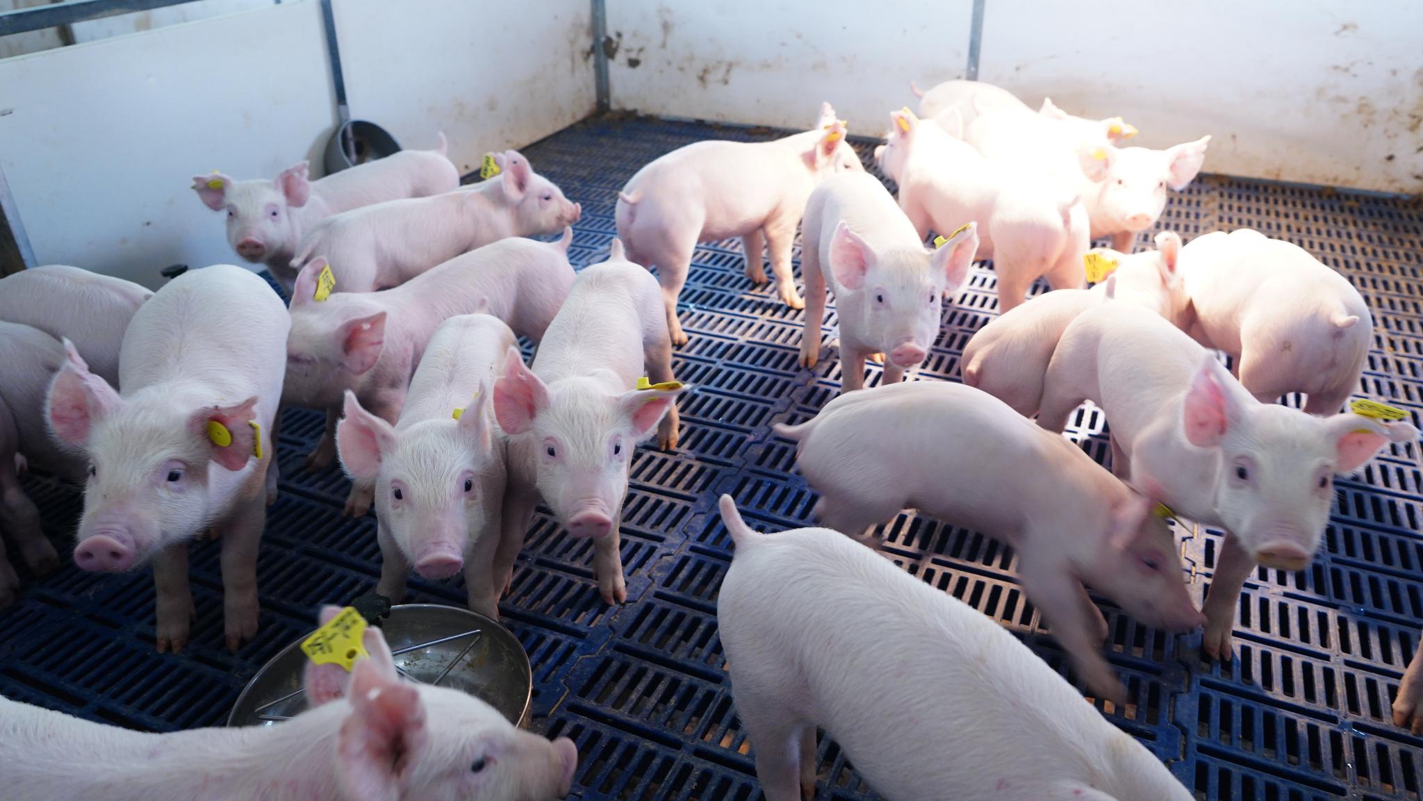 养猪业之"开智,开化"—猪知乐语录