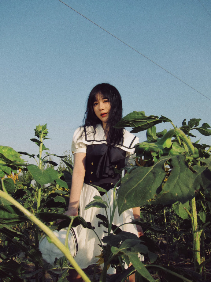 美女在向日葵地里拍摄写真真好看