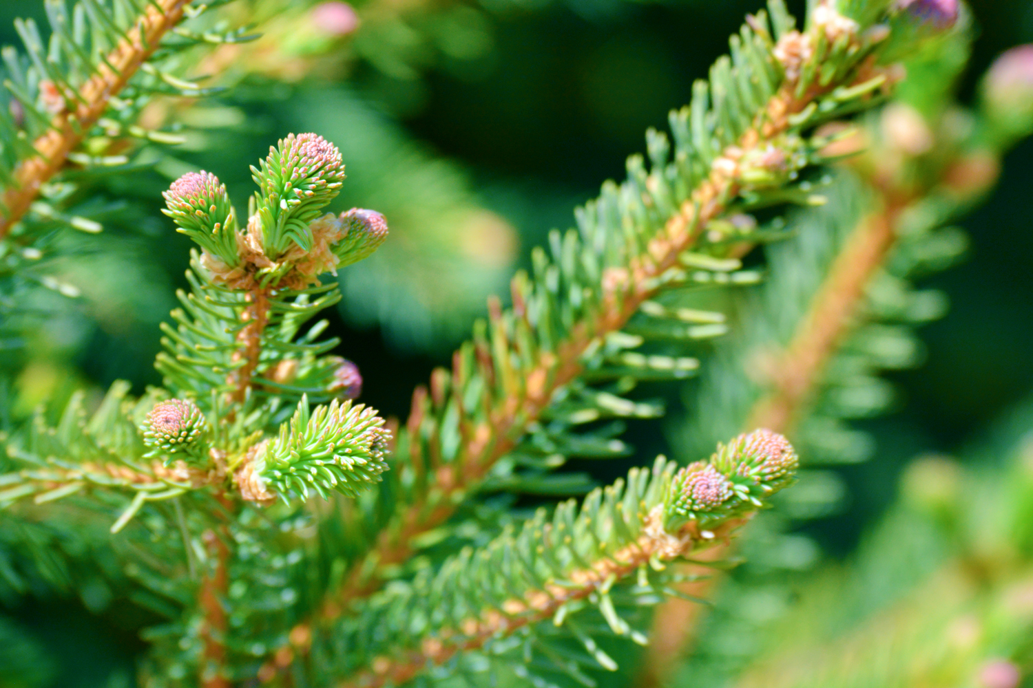 云杉嫩叶,原创拍摄|嫩叶|云杉|原创_新浪新闻