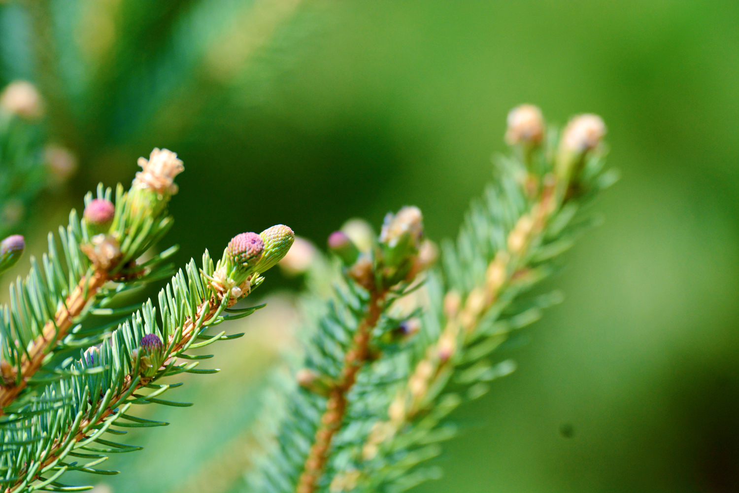 云杉嫩叶,原创拍摄|嫩叶|云杉|原创_新浪新闻