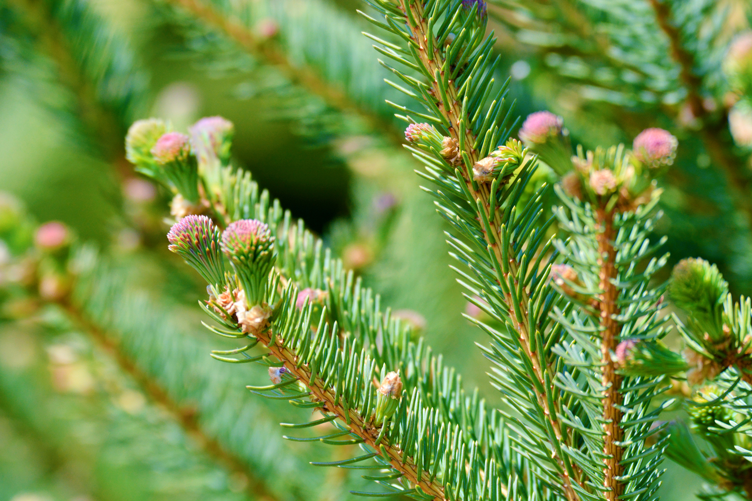 云杉嫩叶,原创拍摄|嫩叶|云杉|原创_新浪新闻