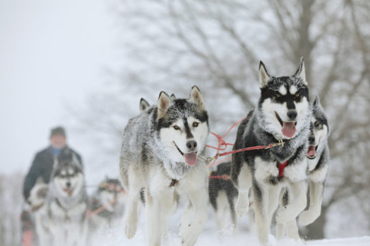 "雪橇三傻"究竟起源何时?