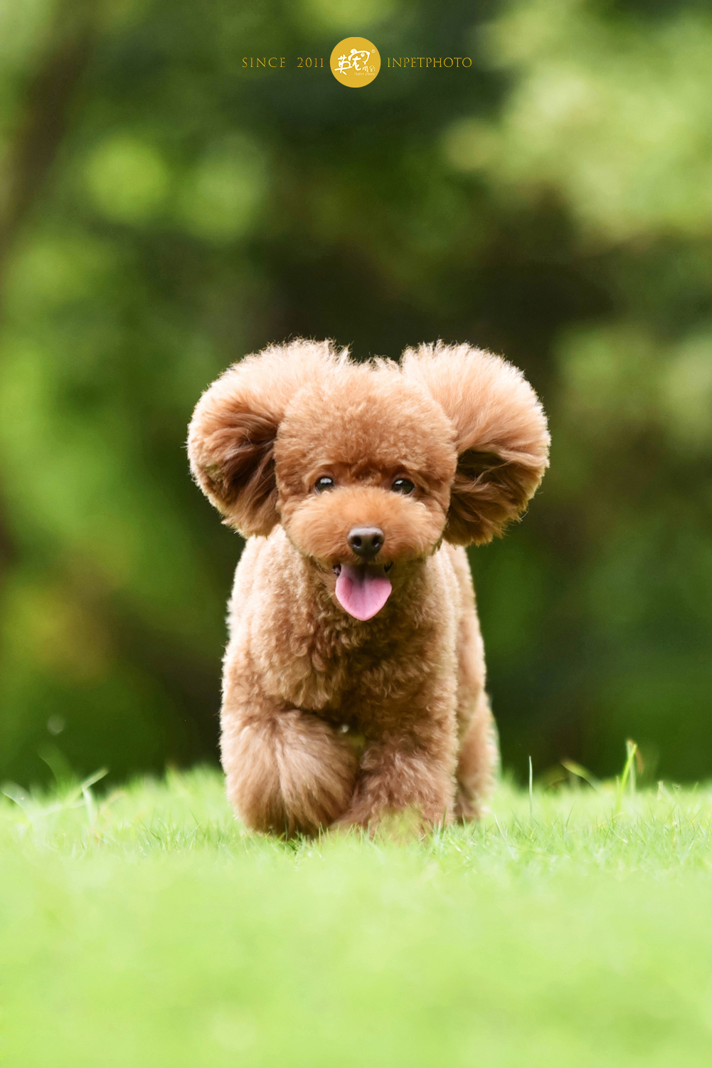 毛孩子就是无论是趴着跑着走着坐着都是超级可爱