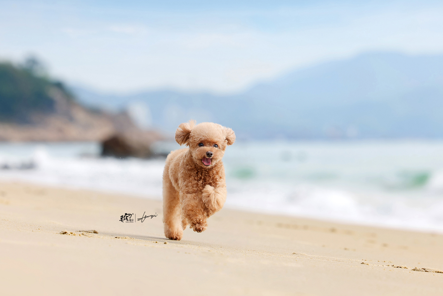 做人嘛,最重要的就是开心做狗狗更是,一只笑,两只笑,三只笑_高清图集