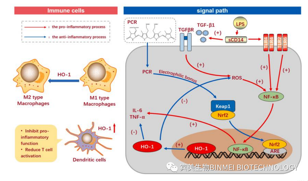 抗炎和抗氧化的精华