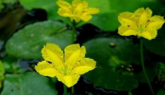 不开花时 当 它 是普通水草 不料却是古诗经当中的 名菜