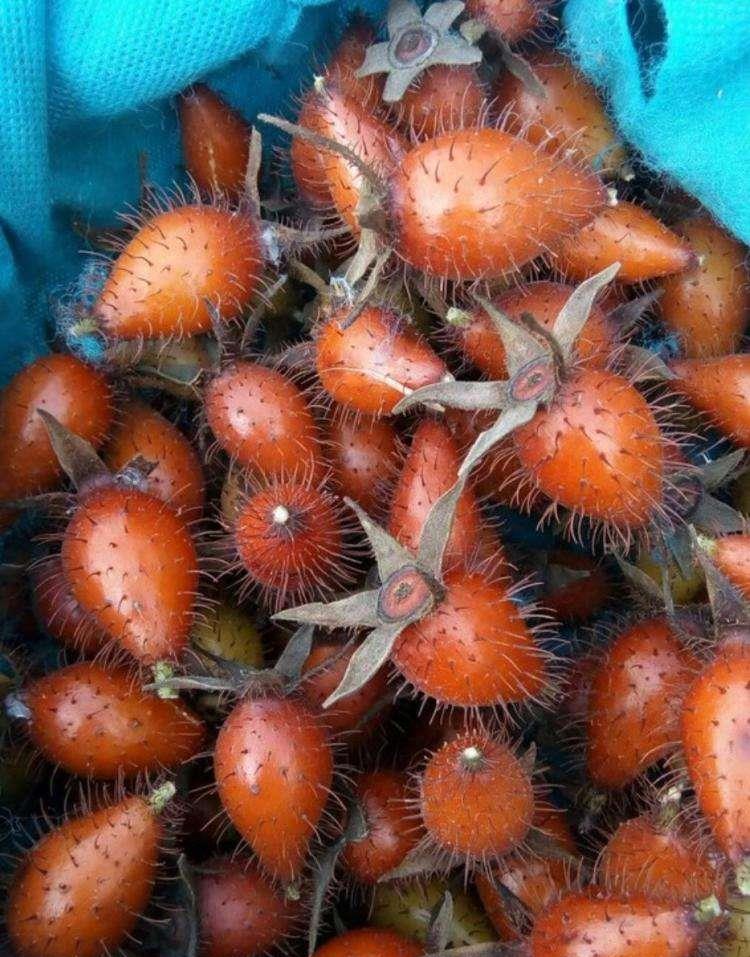 乡下踏秋,发现一"黄刺果",以往只有穷人吃,如今榨成汁后红了