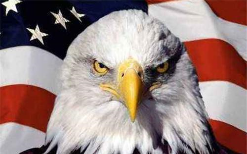 美国的国鸟是鹰，<a href=