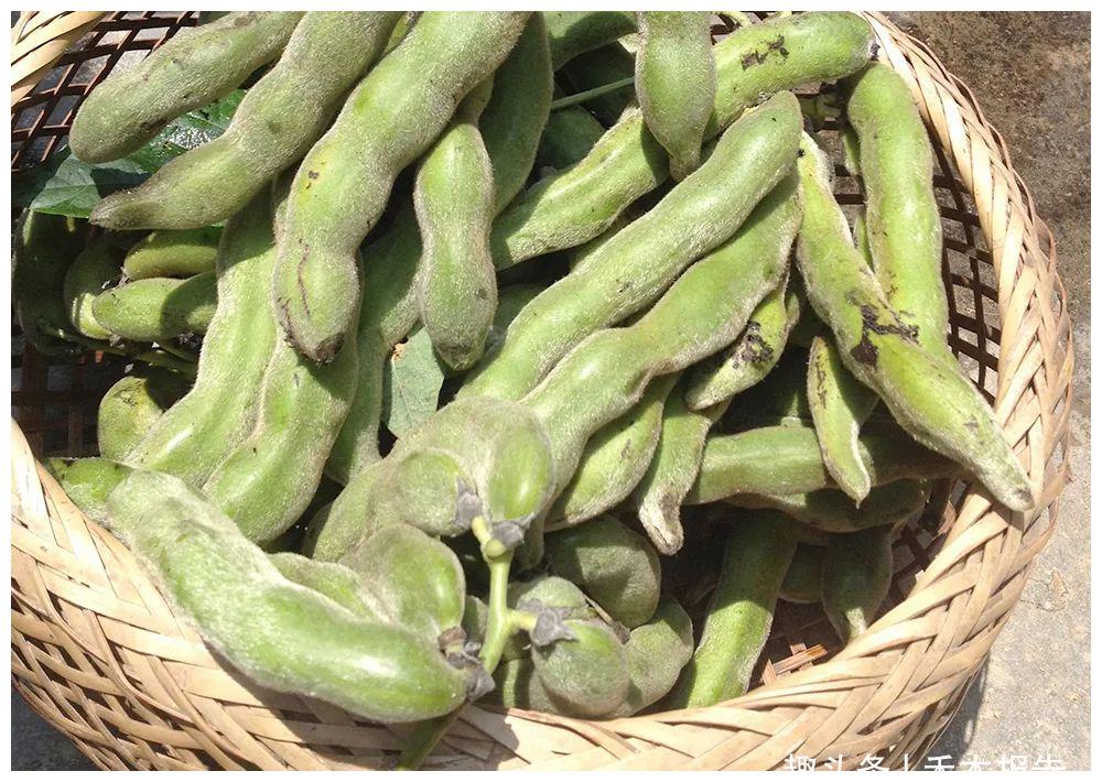 全国各地很多地方都有狗爪豆生长,不同地方有不同的叫法,有的地方也叫