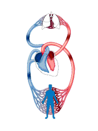 "心碎综合征"真的存在,别再虐待你的小心脏了……|守护你的心|心脏